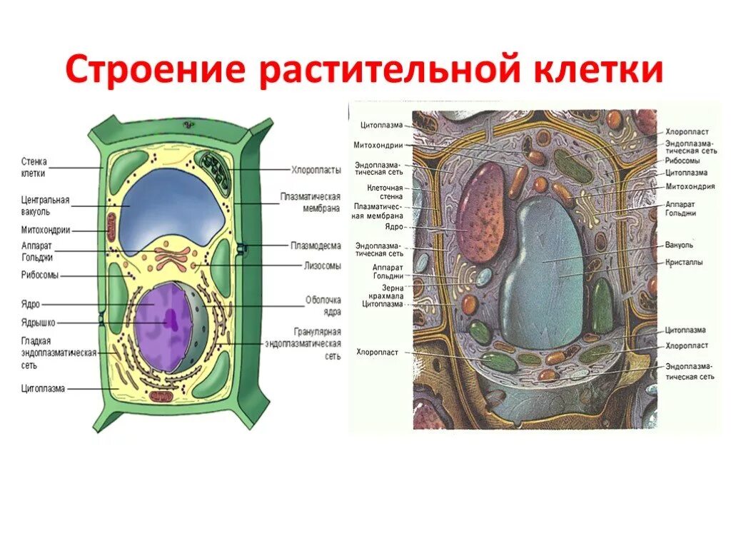 Что делают растительные клетки. Строение растительной клетки 6 класс биология. Строение растительной клетки 5 класс биология. Строение растительной клетки 7 класс биология. Растительная клетка 6 класс биология.