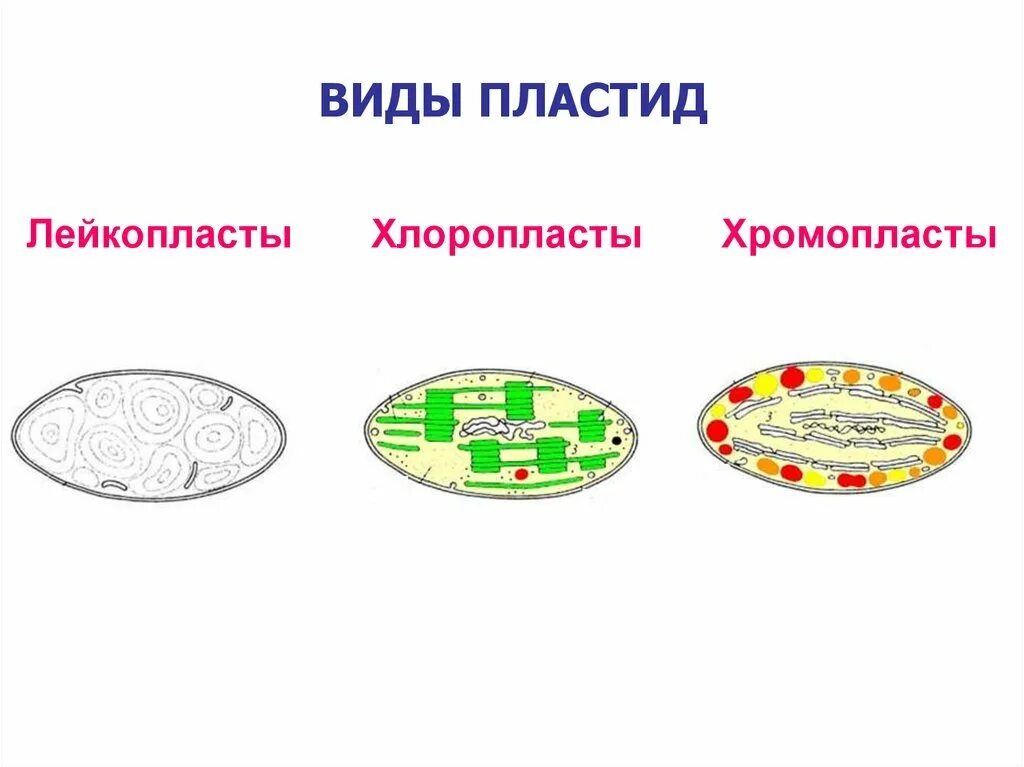 Формы пластид. Пластиды хлоропласты хромопласты лейкопласты строение. схема строения пластиды. пластиды это у клетки растения на схеме. пластиды (хлоропласты) пластиды (хромопласты) пластиды (лейкопласты).