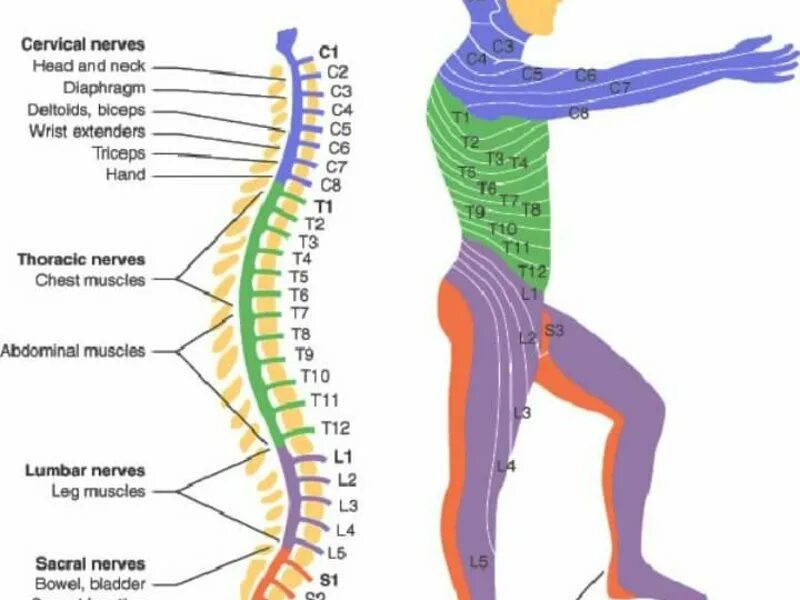 Радикулопатия с6. L1 позвонок иннервация. Позвоночник человека и нервные окончания. Позвоночник связь с органами. L4-l5 отдел позвоночника схема.