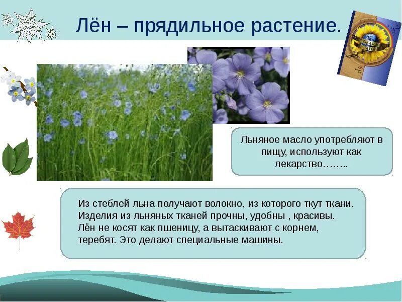 Информация о лен. Лен прядильное растение. лен презентация для детей. лён растение описание. окружающий мир растение лен.