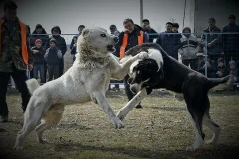 Алабай сильный
