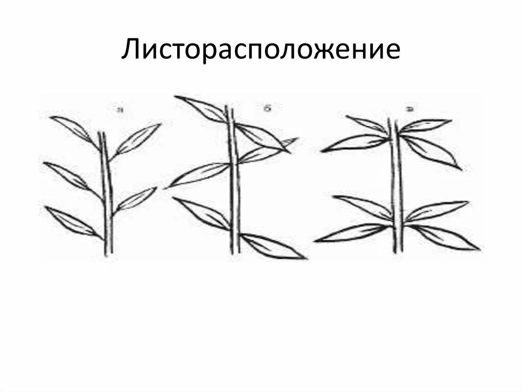 Листья расположены вертикально. Очередное супротивное мутовчатое листорасположение. Мутовчатое листорасположение рисунок. Листорасположение листьев схема. Листорасположение листьев биология.