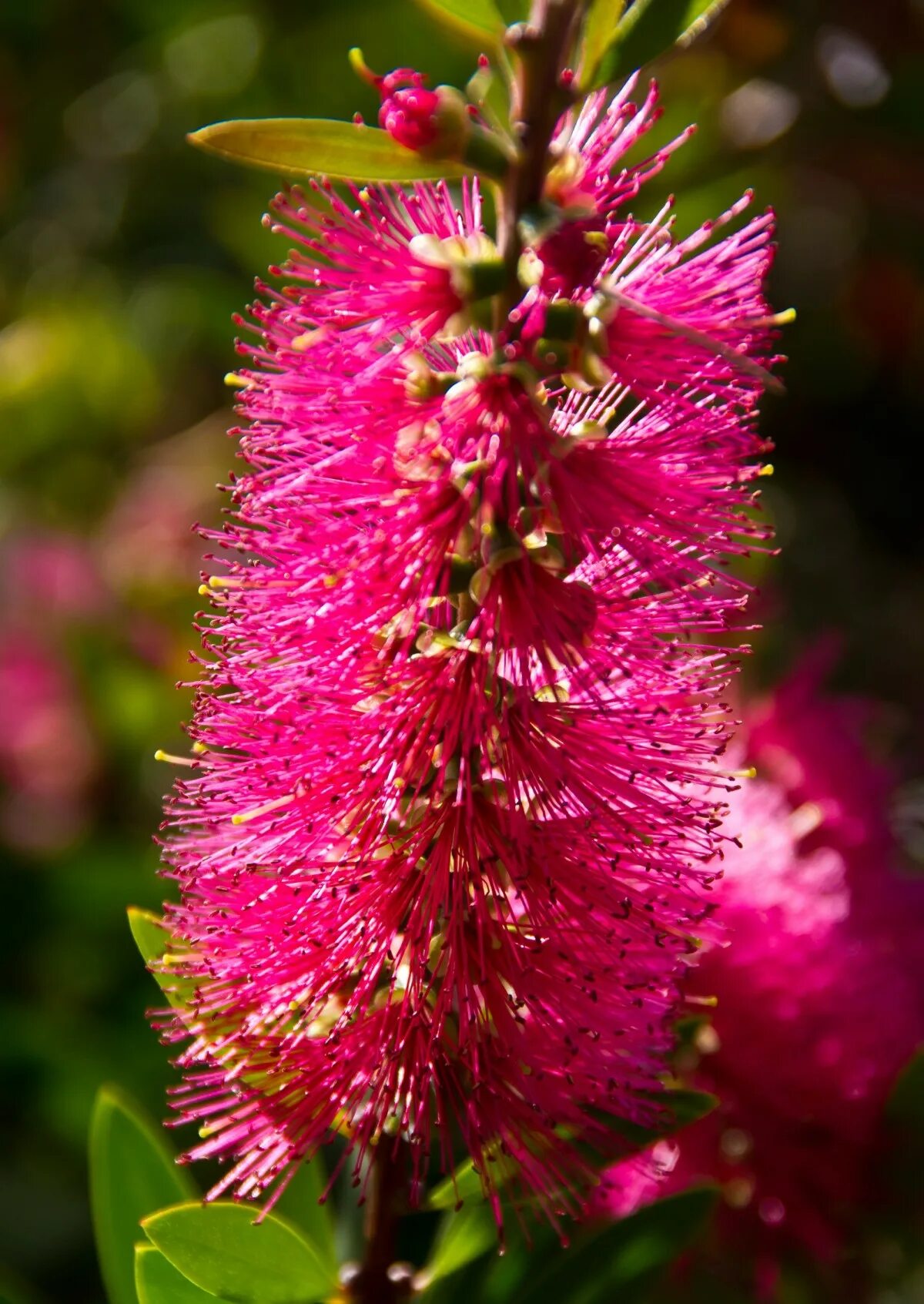 Каллистемон цветок. Каллистемон (мирт лимонный). Callistemon subulatus (каллистемон шиловидный ). Callistemon citrinus splendens. Каллистемон цветок.