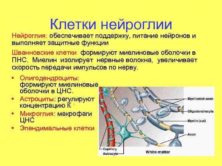 Изолирующая функция. Типы нейроглии и их функции. Классификация и функции нейроглии.. Морфофункциональная характеристика нейроглии. Нейроглия классификация физиология.