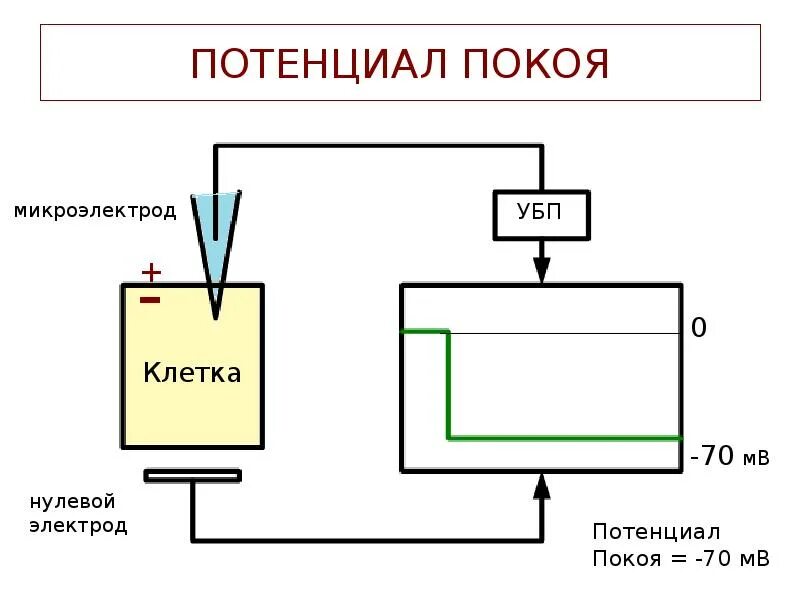 Электрод с нулевым потенциалом это. Нулевой потенциал. Потенциал покоя электроды. Электроды нулевка. Потенциальный ноль это