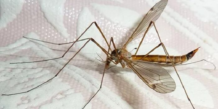 Комар большой как называется с длинными. Комар долгоножка. Малярийный комар большой. Малярийный комар долгоножка. Большой комар долгоножка.
