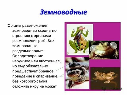 Какой тип почек у земноводных