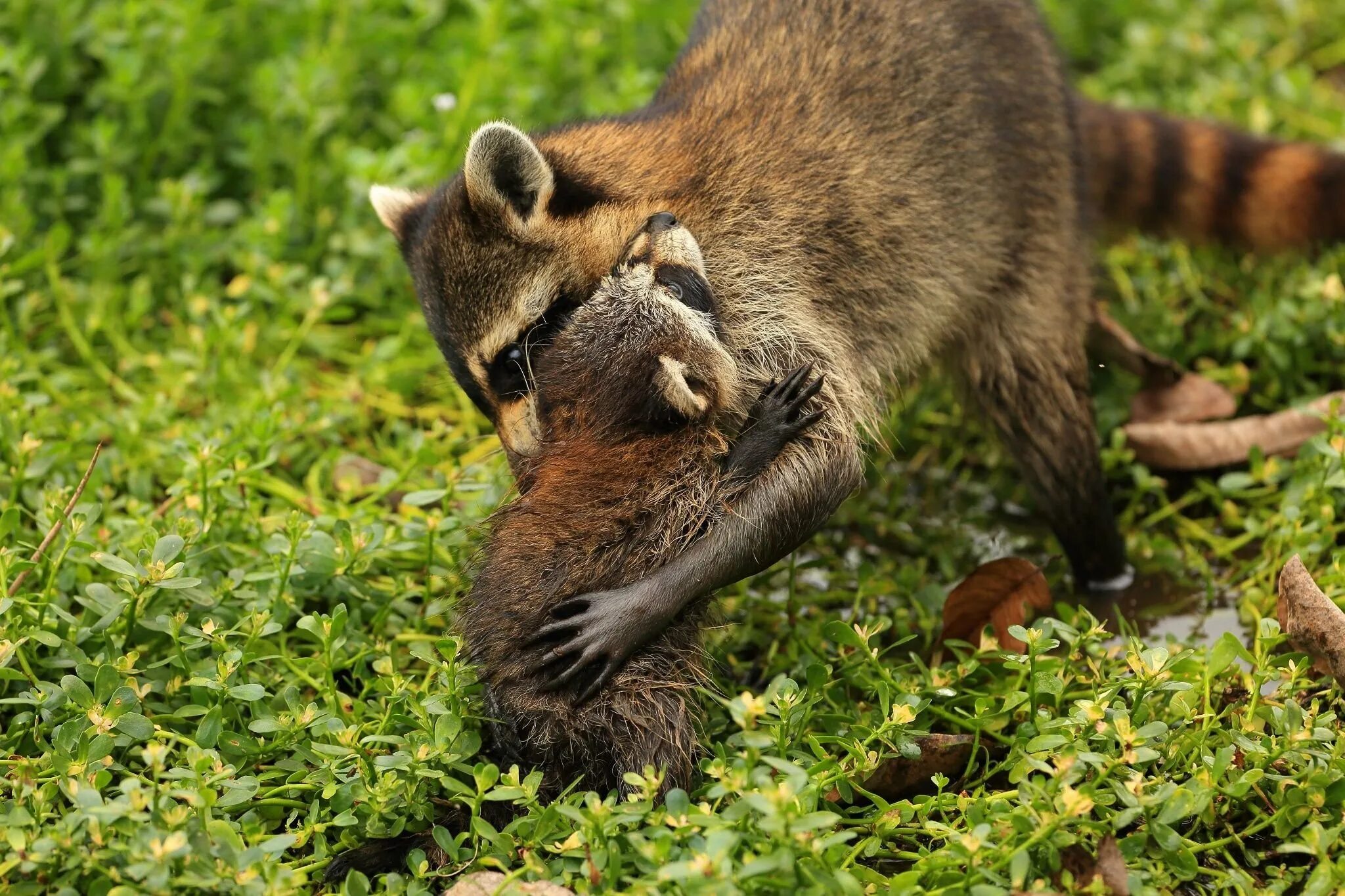 Бегемот нападает на льва. Мадагаскарский опоссум. Орешниковая соня детеныши. Львица охотится. Сумчатая крыса опоссум.