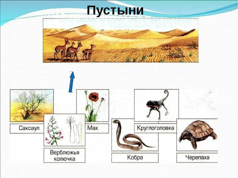 Схема питания пустыни 4 класс окружающий мир Презентация по окружающему миру "Природные зоны России". 4 класс