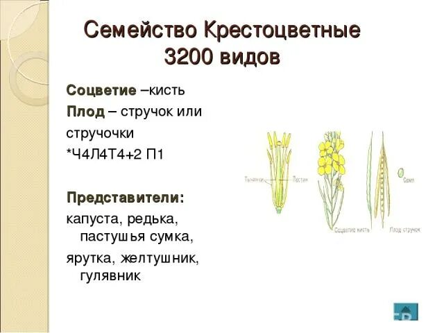 Формулу цветка ч4л4т4 2п1 имеют. Семейство крестоцветные семейство кисть. Семейство крестоцветные соцветие. Крестоцветные плод стручок. Соцветие крестоцветных.