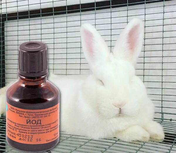 Кокцидиоз кроликов болезни кроликов. Болезнь кроликов кокцидиоз. Лекарство для кроликов. Лекарство от кокцидиоза для кроликов.
