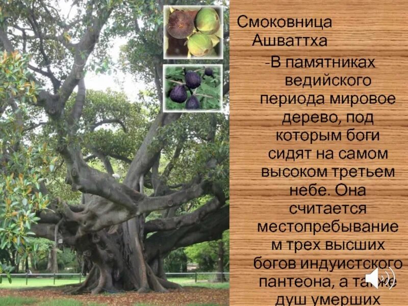 Джеймс тиссо нагорная проповедь. Джеймс тиссо милосердный самарянин. Смоковница евангелие. Смоковница табернас. Иисус и бесплодная смоковница.