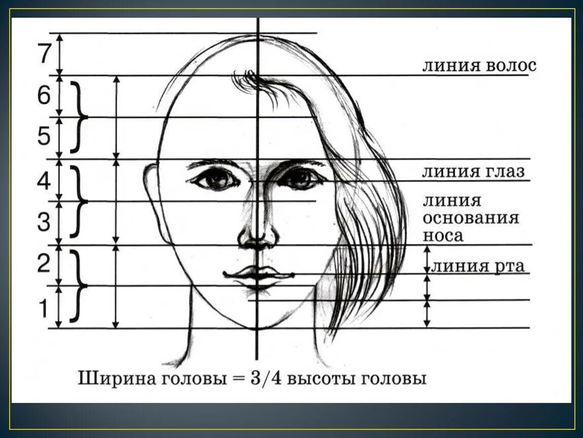 Лицо часть головы человека. Схема пропорций головы человека. Портрет основные пропорции. Пропорции человеческого лица схема. Пропорции головы человека рисунок.