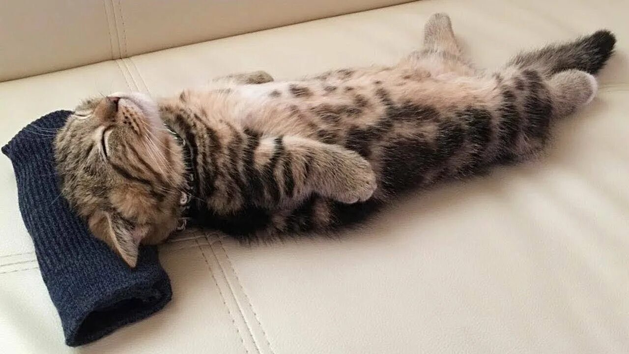 Кошки расслабляются. Отдыхающие кошки. Отдыхающий кот. Котик лежит. Кошки расслабляются.