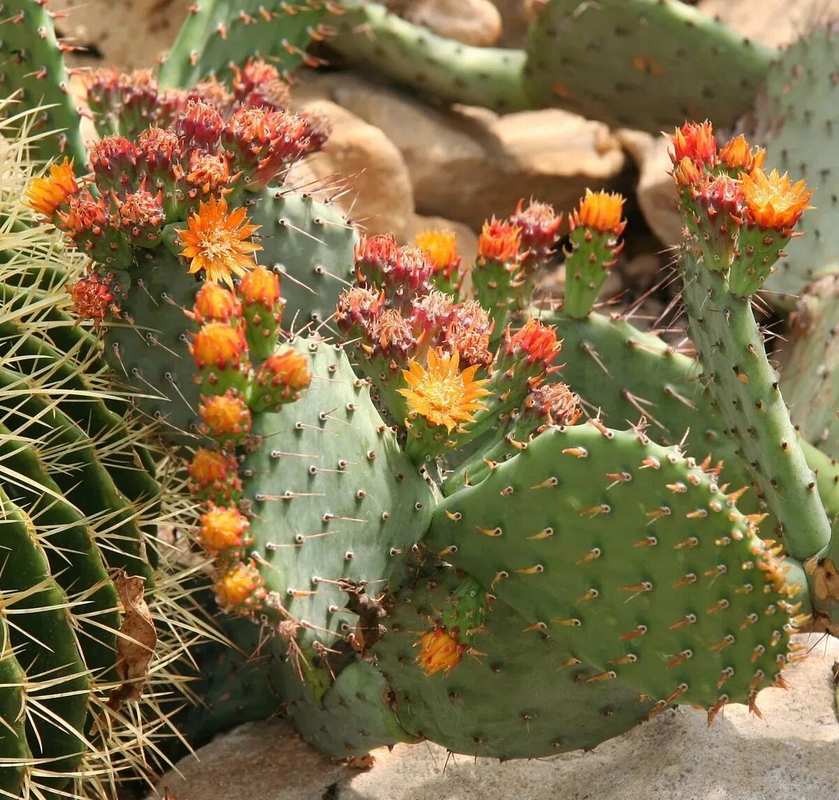 Cactus dg. Опунция Госселина. Опунция (Opuntia). Опунция мелковолосистая. Цветущий Кактус опунция.