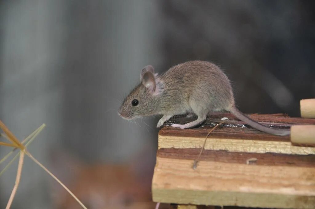 Мышь дока. Домовая мышь mus musculus linnaeus. мышь полевка серая. мышь домовая серая. мышка серая.