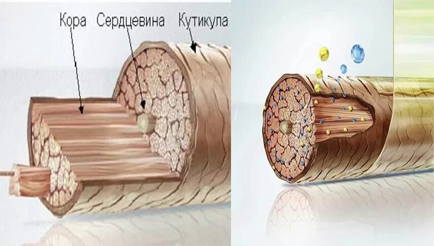 Восстанавливает волос изнутри. Структура окрашенных волос. Процедуры для уплотнения волос. Строение волоса. Стержень волоса.
