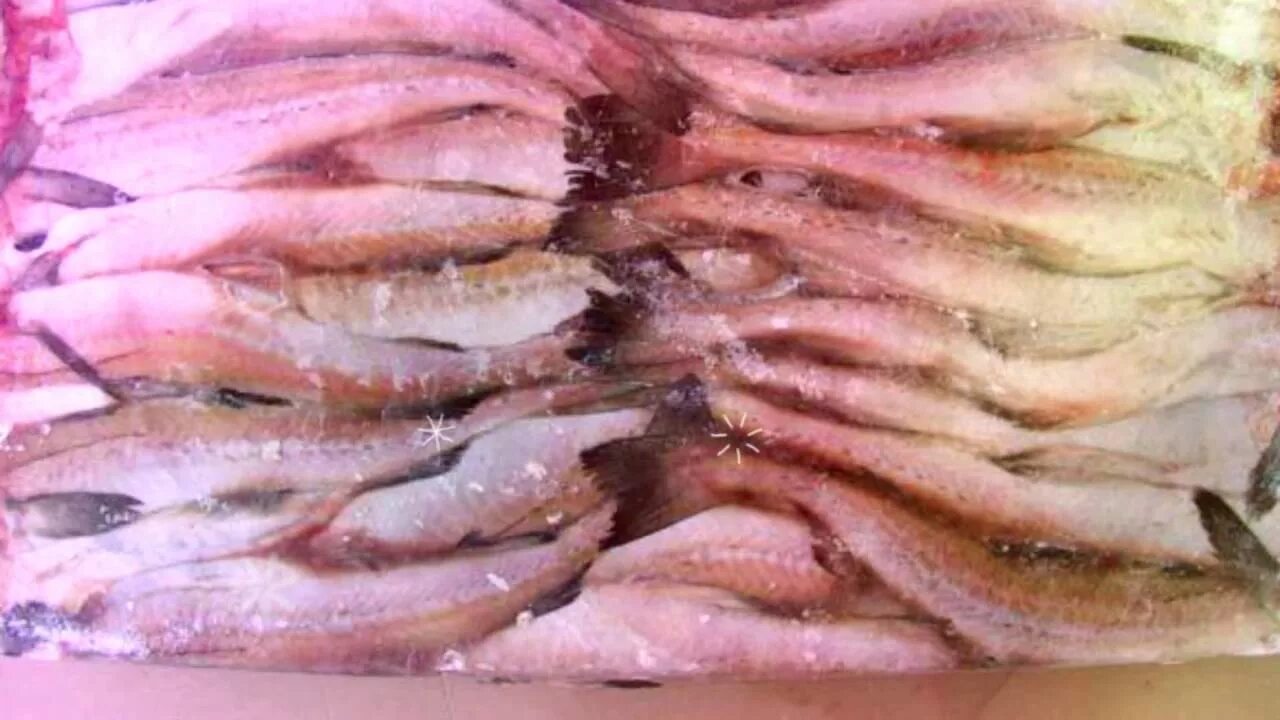 Хек мерлуза. Почему минтай продается. Почему минтай продается. Почему минтай продается без головы и потрохов. Рыба хек серебристый.