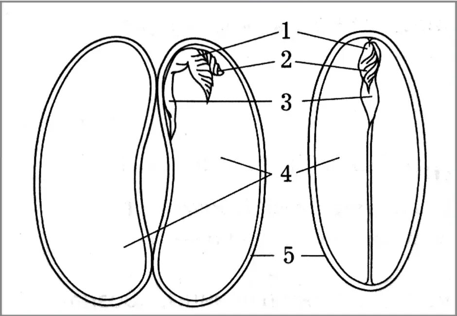 Рассмотрите рисунок семени какая структура обозначена. Семя однодольного и двудольного растения без подписей. Схема строения семени однодольного и двудольного растения. Строение двудольного семени. Схема строения семени двудольного растения.