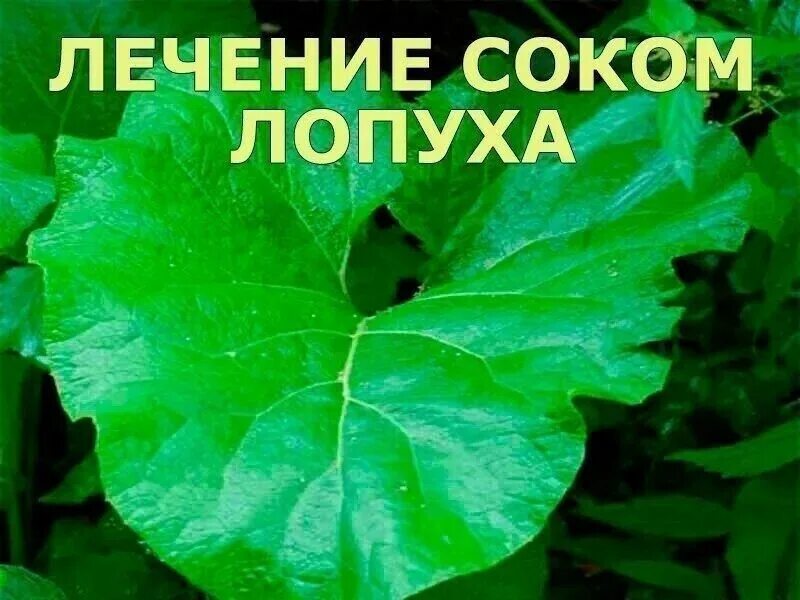 Трепещущий листок лечат
