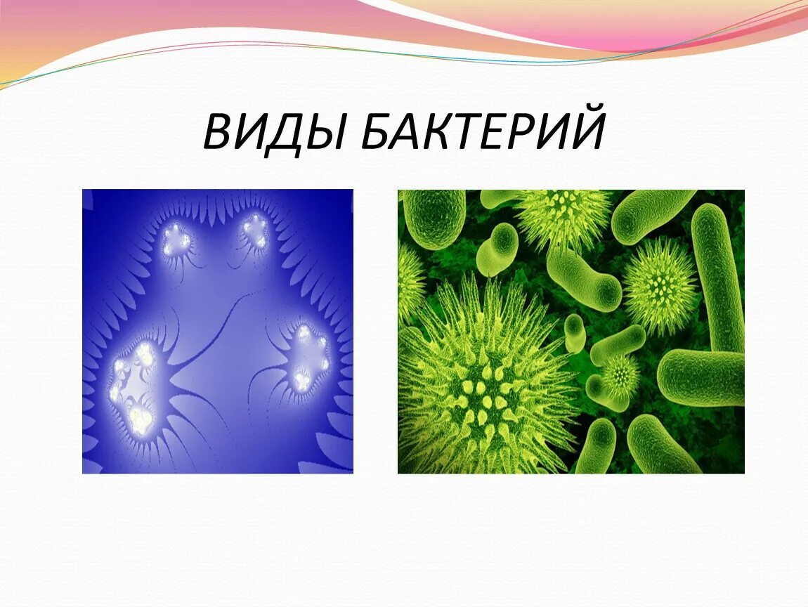 Бактерии известные виды. Виды бактерий. Разнообразие бактерий. Виды микроорганизмов. Пять видов бактерий.