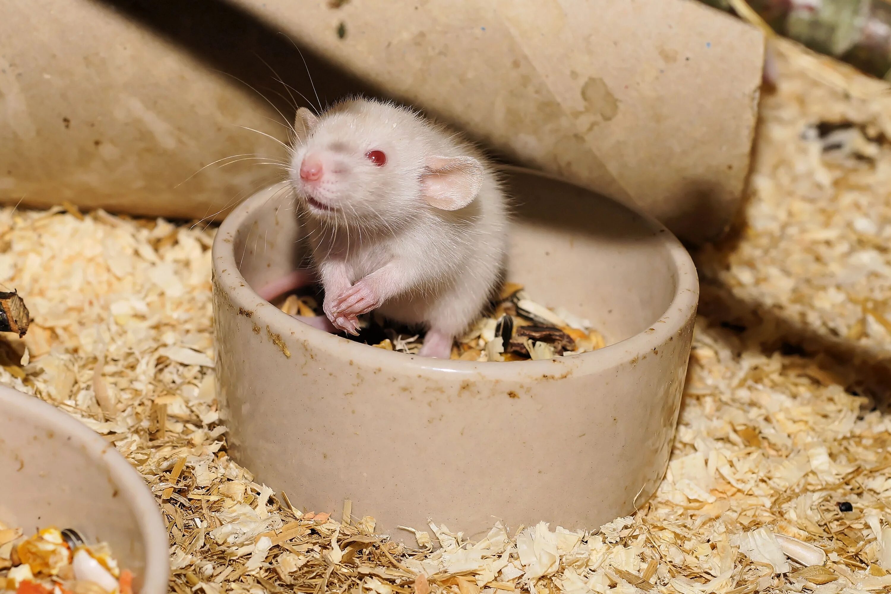 Мыши домашние животные. Крысы домашние питомцы. Крыса фото. Милые крысята. Маленькие крысята домашние.