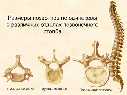 Позвонок туловища