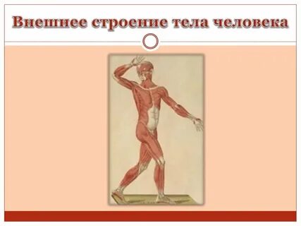 Строение организма человека тест 8 класс биология