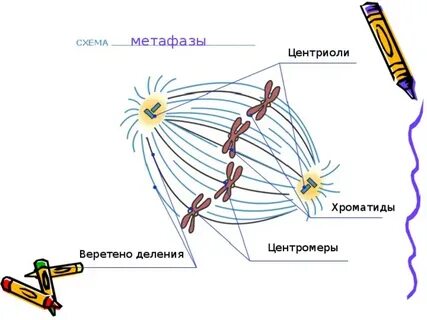 Центриоль веретено деления