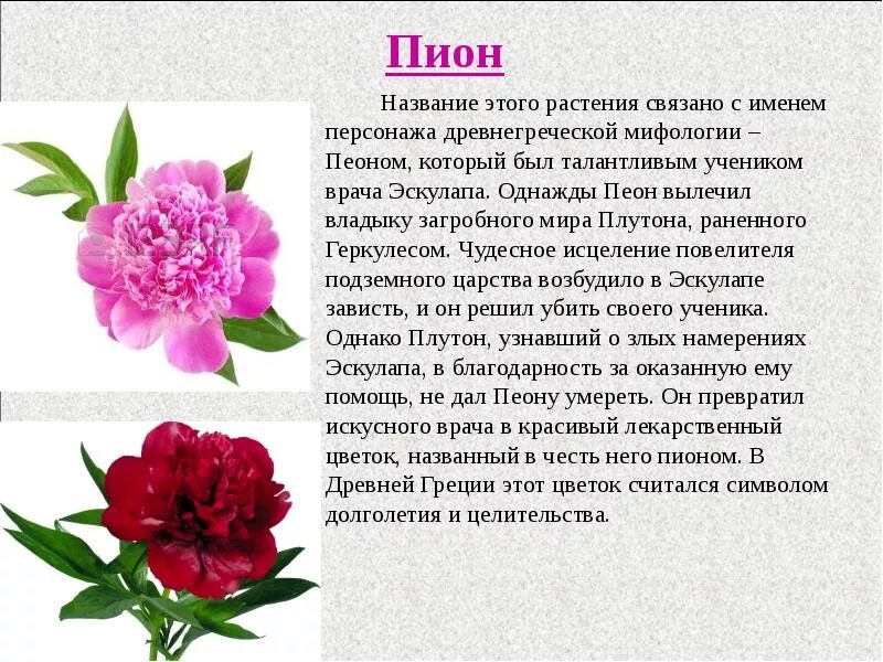 Растения названные в честь. Пион характеристика растения. Цветок "пион". Пионы что символизируют. Описание цветов.