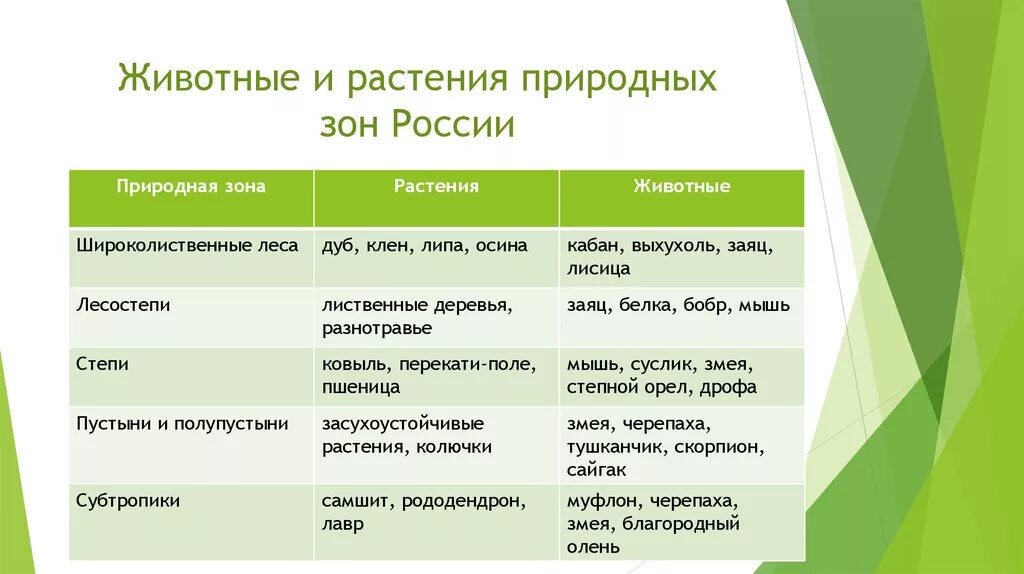 Выберите соответствие природные зоны. Растения природных зон России. Природные зоны животные и растения. Растительный мир природных зон. Животные природных зон.
