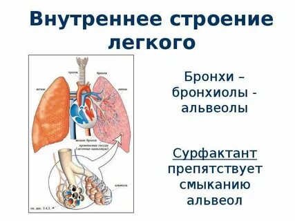 Строение легкий картинки