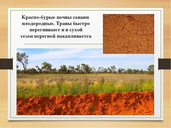 В какой природной зоне почвы наиболее плодородные. Красно-желтые ферраллитные почвы Африки. Тип почвы в саванне. Красно-бурые почвы саванн. Красные ферраллитные почвы саванн.