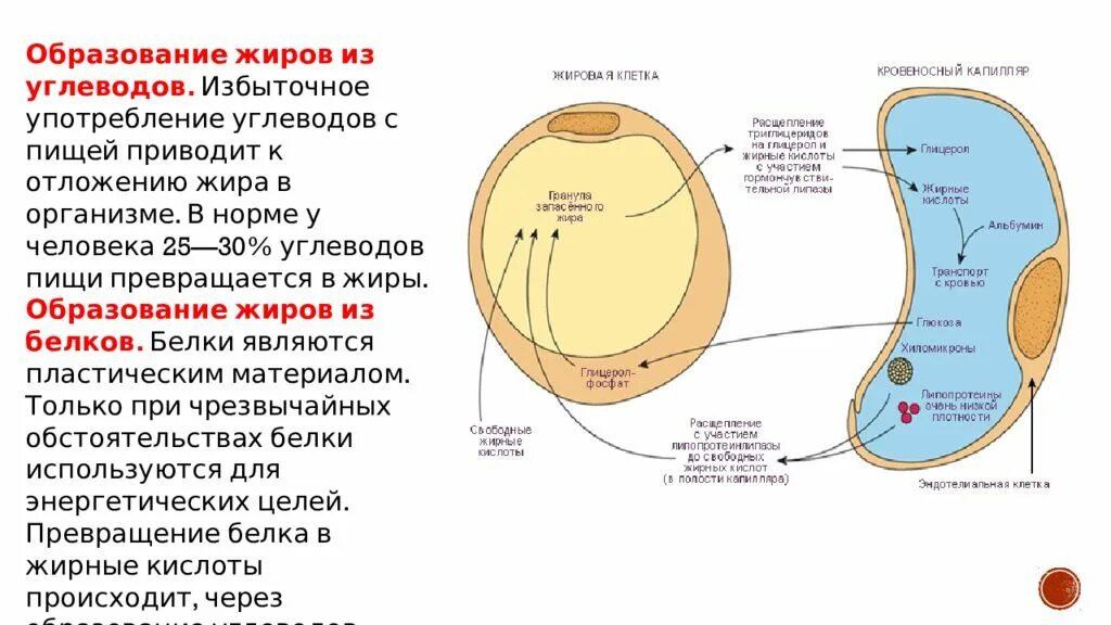 Как образуется организм. Преобразование жиров в организме. преобразование углеводов в жиры. схема превращения жиров в организме. превращение белков жиров и углеводов в организме.