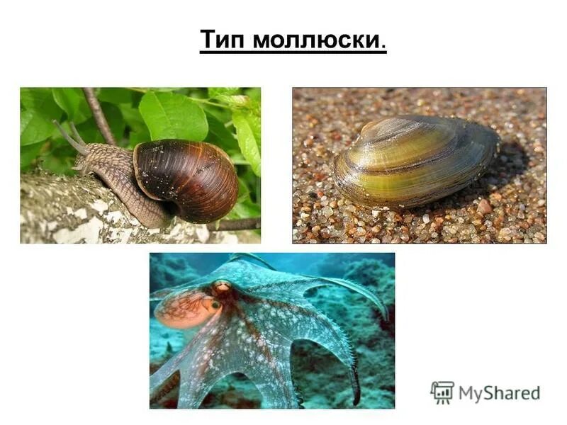 Тип моллюски. Животные типа моллюски. Беспозвоночные моллюски. Беспозвоночные Тип моллюски. Мягкое несегментированное тело