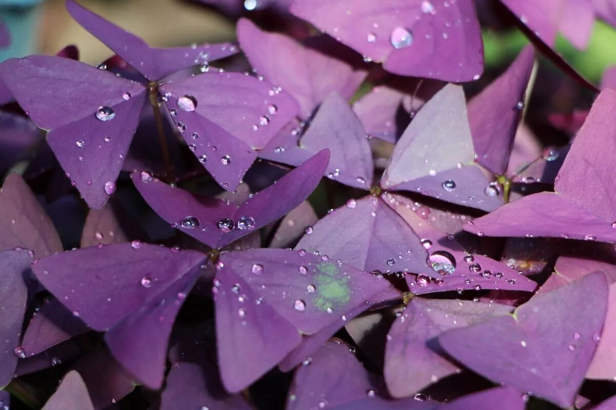 Кислица оксалис. Оксалис Кислица бабочки. Кислица треугольная (Oxalis triangularis). Цветок бабочка Кислица (Oxalis).