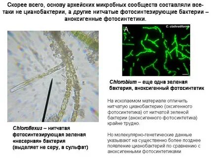 Выберите функции цианобактерий в биосфере