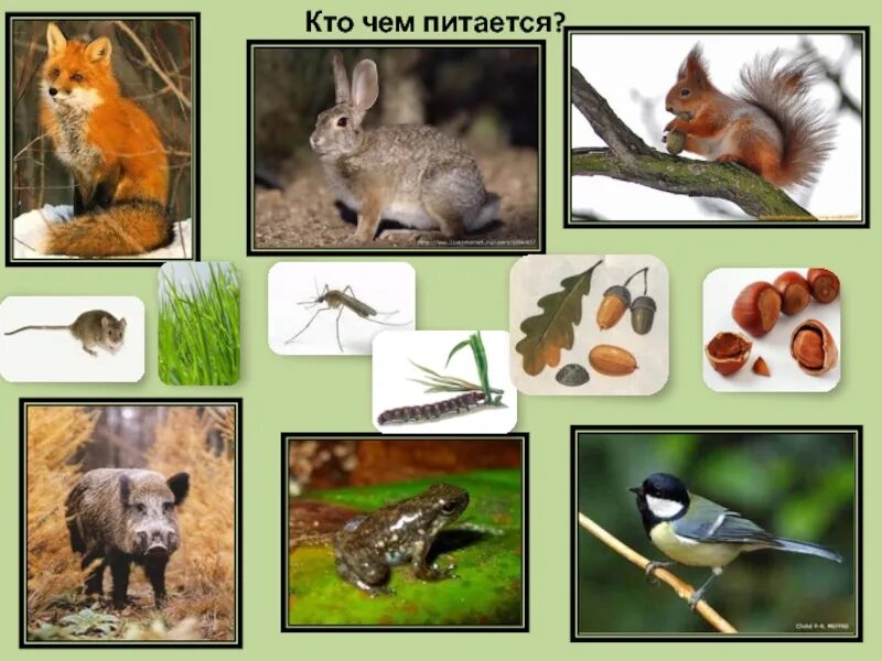 Окружающий мир первый класс как живут животные. Кто чем питается. животные 1 класс окружающий мир. как живут животные. окружающий мир 1 класс тема животные.