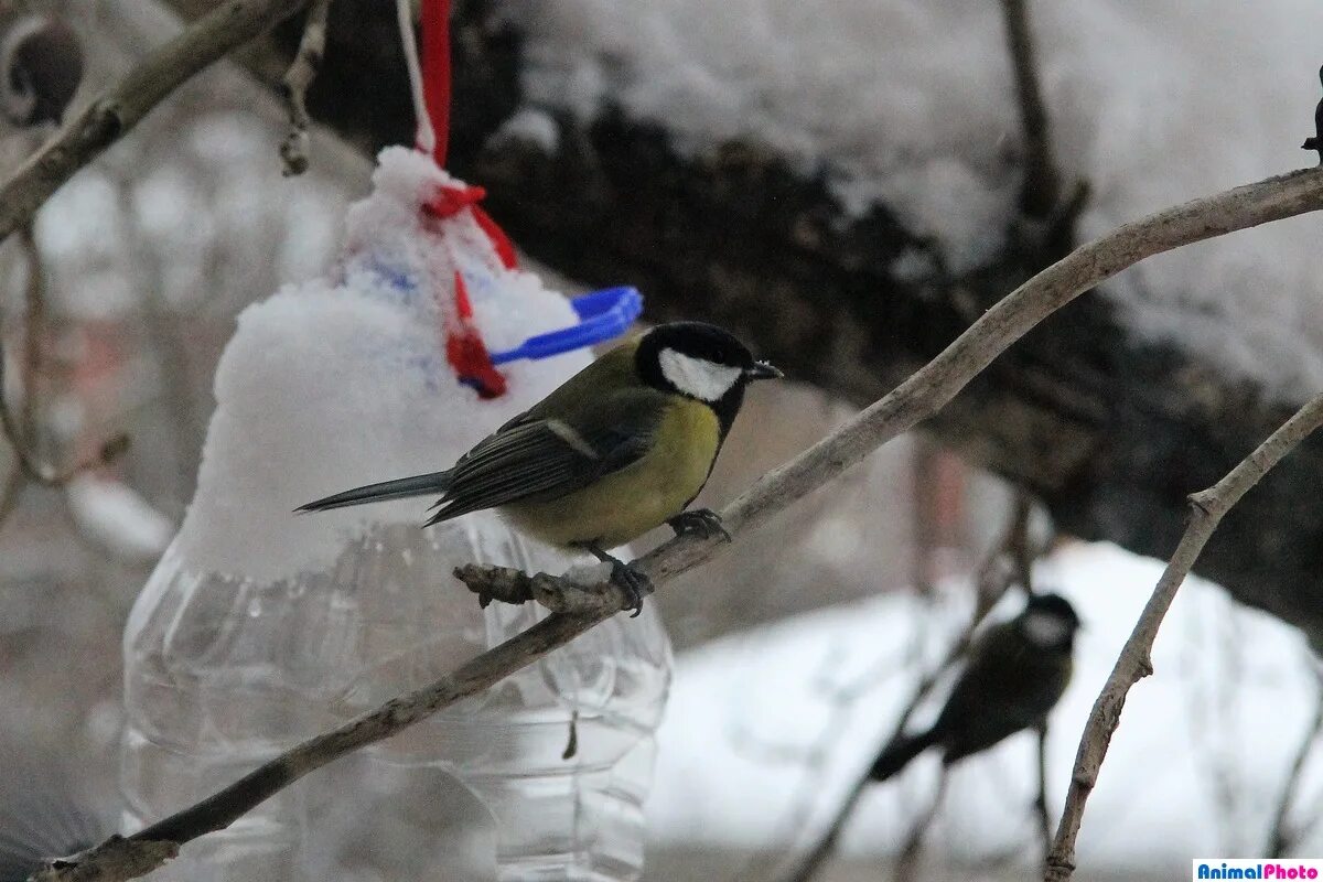 птица синица томск. птица синица томск. птица синица лазаревка. птица синица томск. синица сибирская.