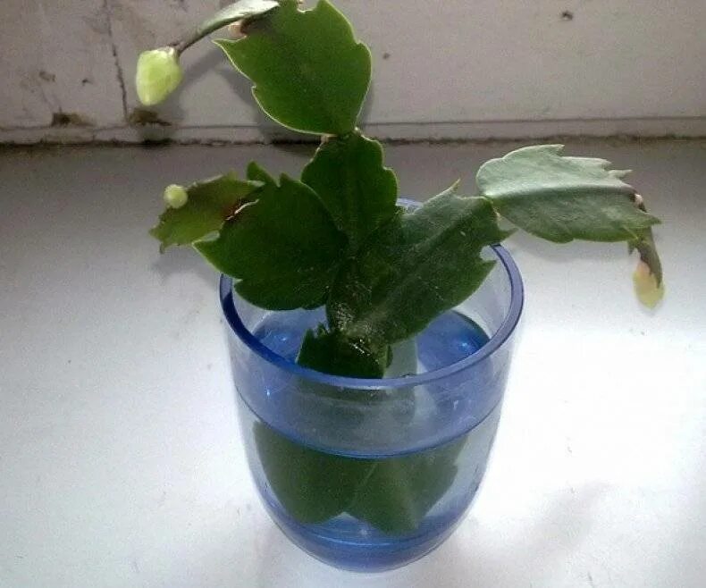 Декабрист рассаживание. Цветок шлюмбергера черенки. Шлюмбергера росток. Как размножается декабрист. Шлюмбергера росток.