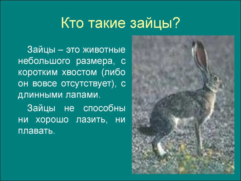 Рассказ про зайца 2. Текст описание про зайца 3 класс. Рассказ описание 3 класс про зайца. Сообщение о зайце.