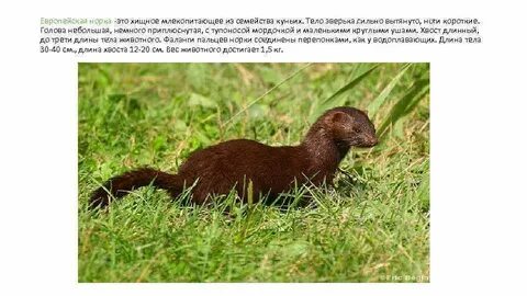 Животное длинное туловище