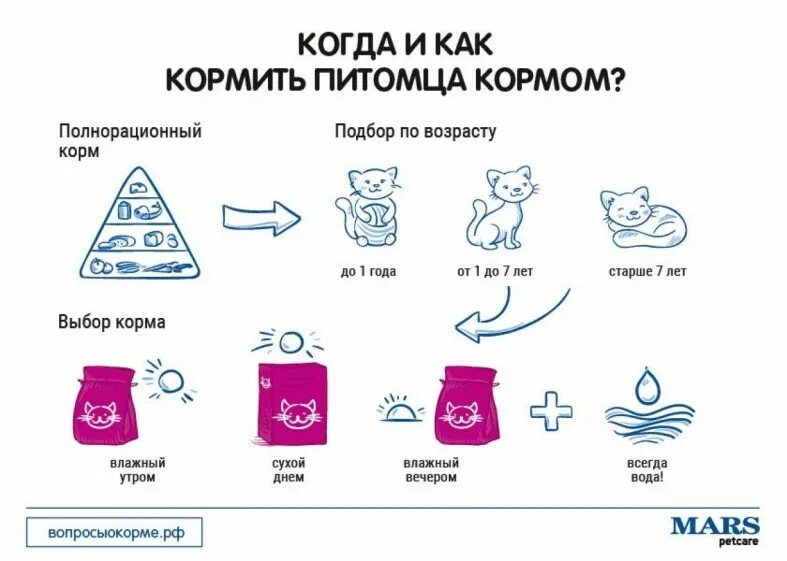 Когда котенку давать корм. Как правильно кормить котов. рекомендации по кормлению кошек. схема кормления кошек. как правильно кормить кошку кормом.