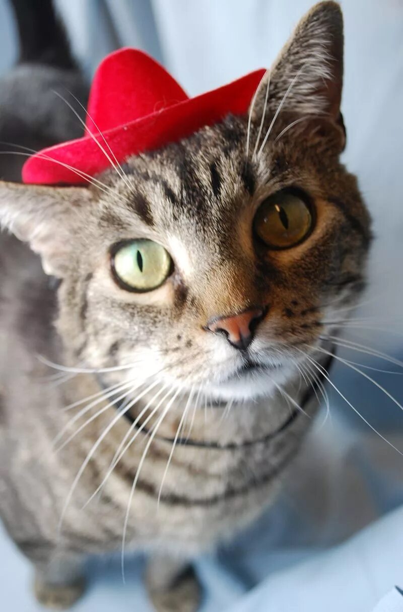 Кот в шляпе отзывы. Коты. котик в шляпке. классные коты. котики смешные.