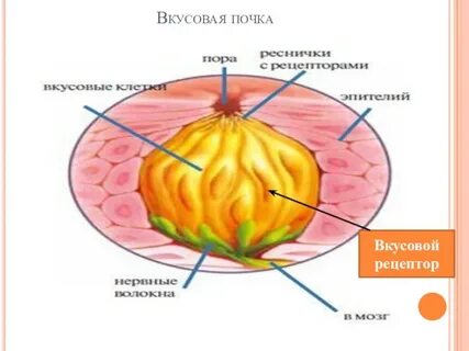 Кожно мышечная чувствительность обоняние вкус