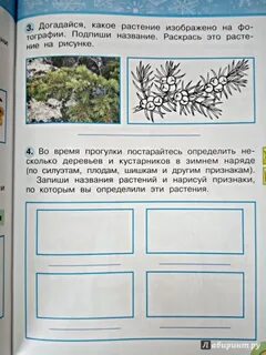 Во время прогулки постарайтесь определить несколько деревьев