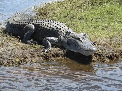 Alligator project