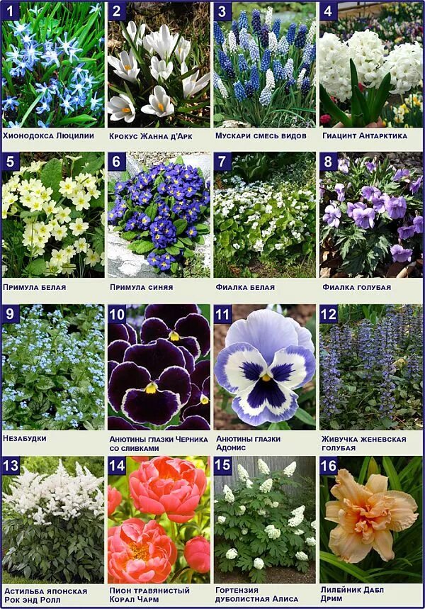 Цветы картинки с названиями садовые многолетние. Растения на клумбе названия. Цветы для клумбыназкания. Название садовых цветов. Названия цветов для клумб.
