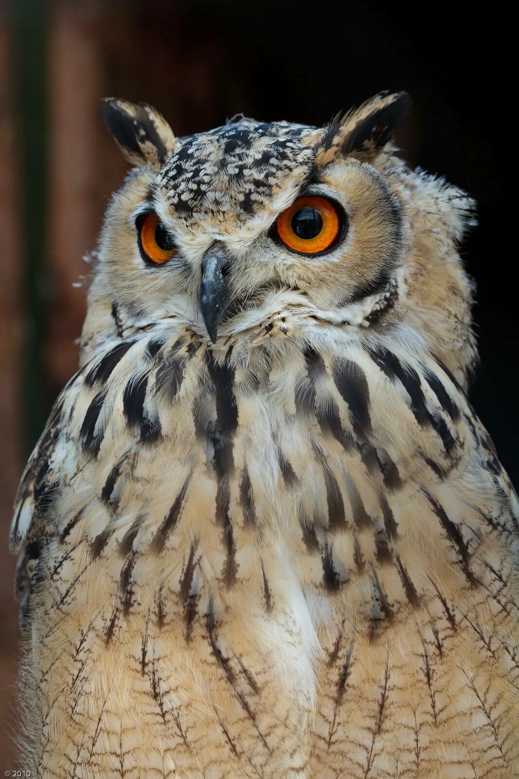 Филин б. Виргинский филин (bubo virginianus). бенгальский филин. бенгальская орлиная сова. филин bubo bubo.
