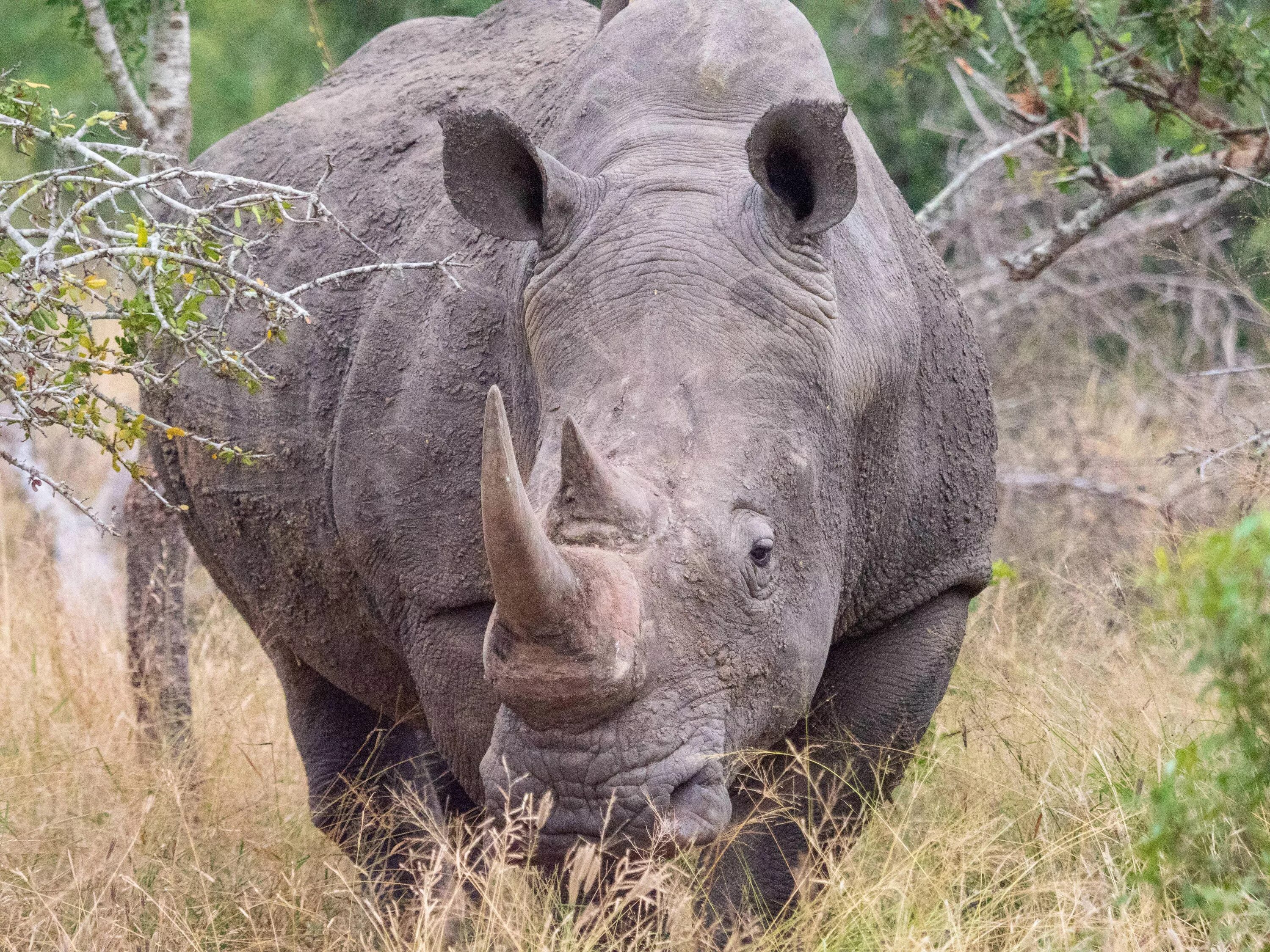 Носороги живут в лесу. Разъяренный носорог. Носорог лежит. Большие носороги.
